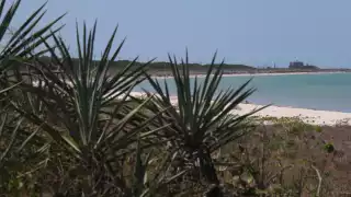 Detras del proyecto costero no sólo hay ecocidio, sino también un “enorme negocio”, dijo un diputado local priista