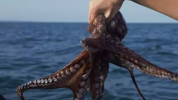 Se trata de una especie que se alimenta de crustáceos y moluscos, pero con una digestión exógena inusual, además de poseer un pico acompañado de dientes
