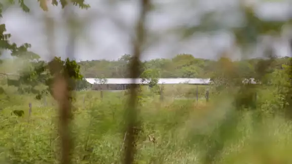 Los cuerpos de agua de los cenotes están contaminados por las descargas que hacen las granjas al manto freático Los cuerpos de agua de los cenotes están contaminados por las descargas que hacen las granjas al manto freático