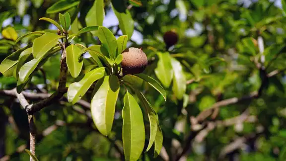 Hay varios árboles que se pueden plantar en el suelo de Yucatán