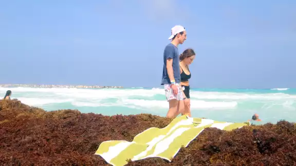 Los turistas no disfrutan por completo de las playas debido a la cantidad de sargazo existente en la arena Los turistas no disfrutan por completo de las playas debido a la cantidad de sargazo existente en la arena