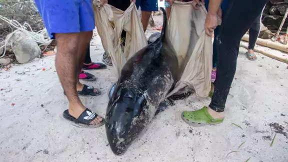Los animales recalaron en Dzilam Bravo y Chicxulub Los animales recalaron en Dzilam Bravo y Chicxulub