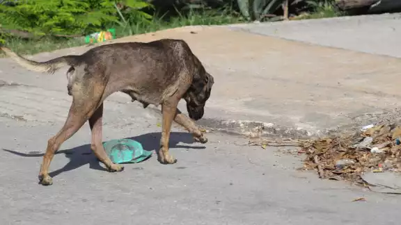 “Está bien su reglamento o lo que quieran hacer, qué lástima que no lo consulten con el pueblo o con los animalistas", activista “Está bien su reglamento o lo que quieran hacer, qué lástima que no lo consulten con el pueblo o con los animalistas", activista