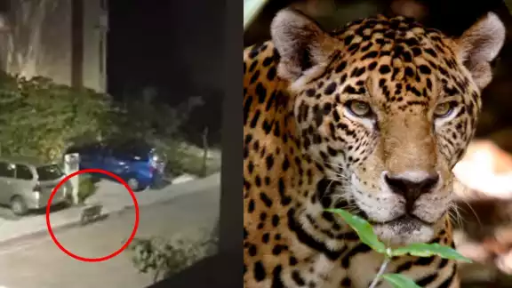 La calle en residencial Arbolada de Puerto Morelos se encontraba desierta cuando el jaguar pasó por la zona La calle en residencial Arbolada de Puerto Morelos se encontraba desierta cuando el jaguar pasó por la zona
