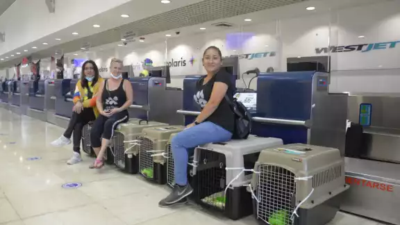 Los lomitos fueron documentados para poder subir al avión Los lomitos fueron documentados para poder subir al avión