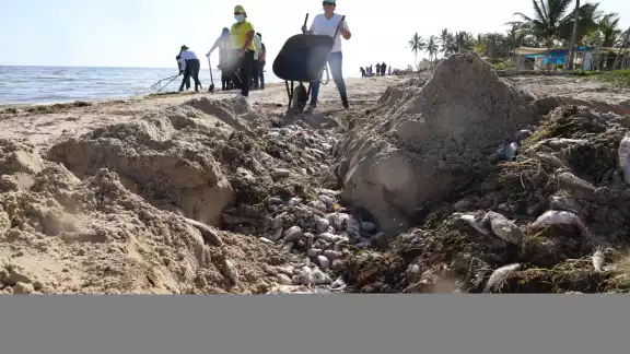 Autoridades limpian las playas de especies marinas que recalan en la arena