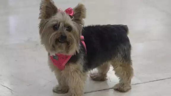 La canina de 10 años de edad suele acompañar a sus propietarios a todos los viajes que realizan, aprovechando su tamaño compacto