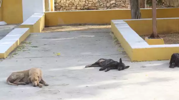 Pobladores señalaron que estos animales ponen en riesgo la salud Pobladores señalaron que estos animales ponen en riesgo la salud