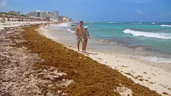 Playa Delfines en Cancún es una de las más afectadas por el recale de sargazo en la costa