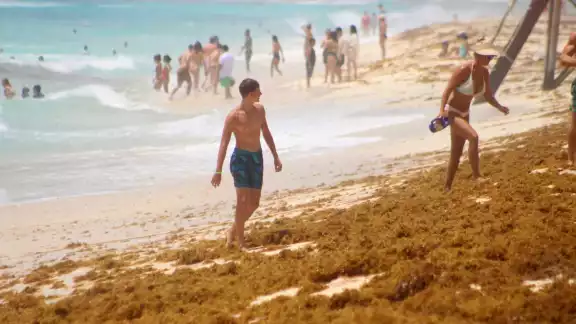 En Playa del Carmen, son 11 playas las que registrasn mayor arribo de sargazo, de las cuales una está marcada en color rojo, que es la de mayor afectación, según la Red de Monitoreo de la macroalga