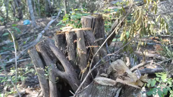 Se han perdido 760 mil hectáreas de bosque en los últimos 20 años por la tala forestal Se han perdido 760 mil hectáreas de bosque en los últimos 20 años por la tala forestal