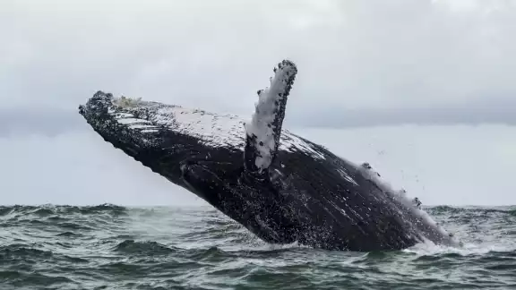 Se desconoce la razón por la cual la ballena encalló en Mazatlán Se desconoce la razón por la cual la ballena encalló en Mazatlán