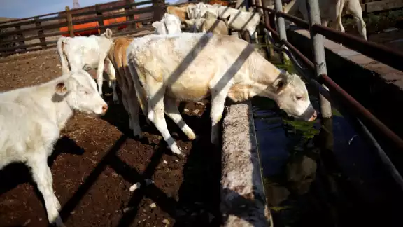 La brucelosis puedes se contagiada de animales a humanos (Reuters) La brucelosis puedes se contagiada de animales a humanos (Reuters)