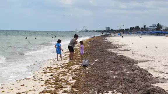 El sargazo ha comenzado a llegar en grandes cantidades a las costas de Yucatán El sargazo ha comenzado a llegar en grandes cantidades a las costas de Yucatán