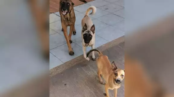 Uno de los perros que vivía en el mismo predio murió de hambre, por lo que buscan evitar el mismo destino para los demás animalitos Uno de los perros que vivía en el mismo predio murió de hambre, por lo que buscan evitar el mismo destino para los demás animalitos