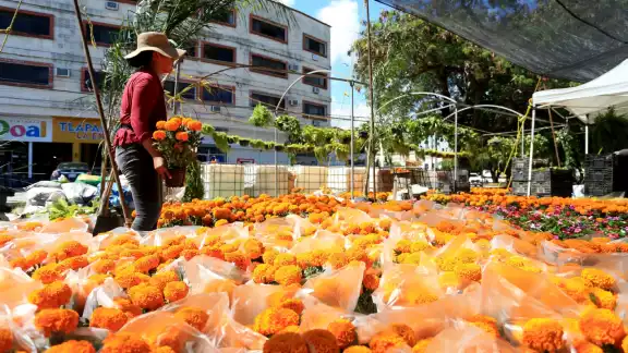 El costo del traslado y el precio de la gasolina han hecho que el precio de la flor suba El costo del traslado y el precio de la gasolina han hecho que el precio de la flor suba