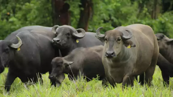 Estos animales requieren cuidados mínimos, se alimentan de cualquier clase de hierba, no necesitan químicos para engordar y resisten las enfermedades. Estos animales requieren cuidados mínimos, se alimentan de cualquier clase de hierba, no necesitan químicos para engordar y resisten las enfermedades.