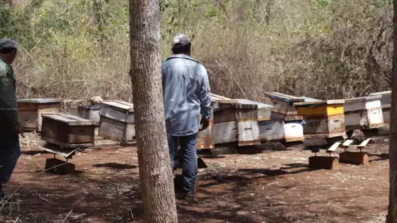 Miles de abejas han muerto por las fumigaciones en Campeche