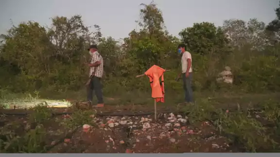 En la carretera Hunucmá-San Antonio Chel hay una decena de áreas sembradas con el cítrico En la carretera Hunucmá-San Antonio Chel hay una decena de áreas sembradas con el cítrico