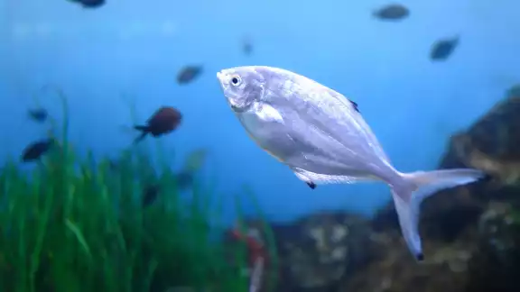 El pez palometa es fácil de encontrar en lugares de Quintana Roo como en Isla Blanca donde abundan las personas que acuden a su captura El pez palometa es fácil de encontrar en lugares de Quintana Roo como en Isla Blanca donde abundan las personas que acuden a su captura