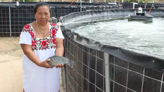 La tilapia o mojarra es una especie que llegó desde África a través de Estados Unidos La tilapia o mojarra es una especie que llegó desde África a través de Estados Unidos