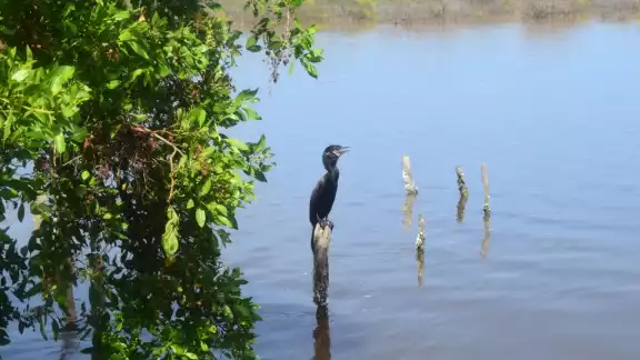 Debido a su riqueza natural el área protegida alberga a mas de 2 mil ejemplares