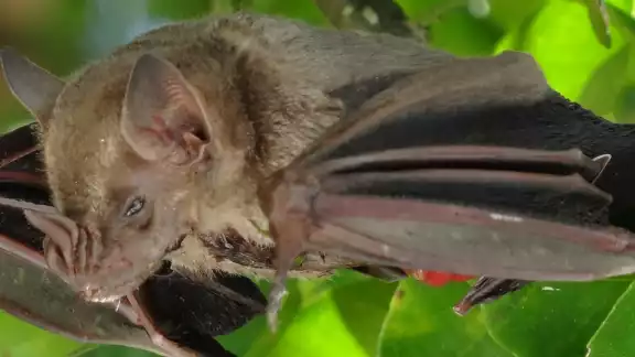 Los mayas relacionaban al murciélago, al que llamaban “zotz”, con la noche, la oscuridad, la muerte y la sexualidad