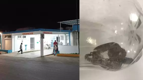 La serpiente fue capturada para presentarla ante los médicos del Hospital General de Carrillo Puerto y aplicarle el antídoto correcto a la víctima