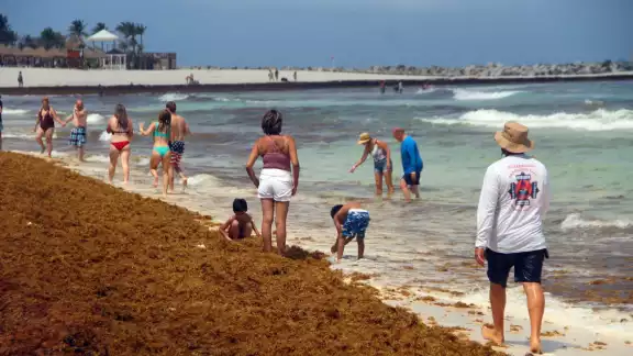 Cancún, la Riviera Maya y Cozumel registraron playas con recale excesivo de sargazo, según la Red de Monitoreo de la macroalga en Quintana Roo