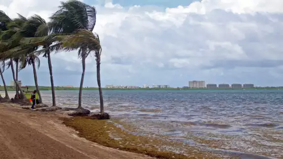 El malecón de Cozumel ha sido una de las zonas donde se ha visto mayor recale de sargazo en días recientes El malecón de Cozumel ha sido una de las zonas donde se ha visto mayor recale de sargazo en días recientes