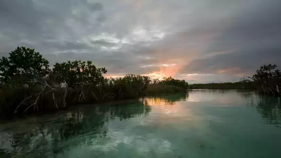 Los autores señalan que la región que rodea los lugares de estudio fue sistemáticamente deforestada en la década de 1970 Los autores señalan que la región que rodea los lugares de estudio fue sistemáticamente deforestada en la década de 1970
