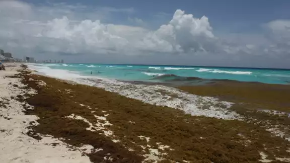 Son ocho playas donde más sargazo llega en Quintana Roo Son ocho playas donde más sargazo llega en Quintana Roo