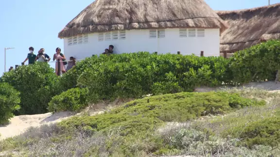 Las dunas costeras tienen propiedades idóneas para el crecimiento de estas plantas de playa en Cancún Las dunas costeras tienen propiedades idóneas para el crecimiento de estas plantas de playa en Cancún