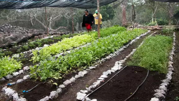 La mujer de Teabo reconoció que la siembra de vegetales requiere de mucha dedicación La mujer de Teabo reconoció que la siembra de vegetales requiere de mucha dedicación