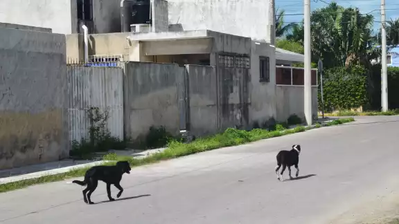 En la colonia Benito Juárez, la muerte de canes afecta tanto a los callejeros como a las mascotas que tienen hogar. En la colonia Benito Juárez, la muerte de canes afecta tanto a los callejeros como a las mascotas que tienen hogar.