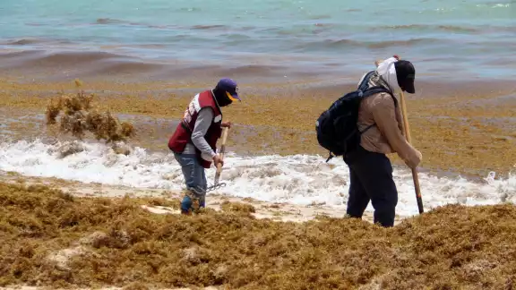 En menos de cuatro meses se han removido más de 15 mil 379 toneladas de sargazo en Quintana Roo
En menos de cuatro meses se han removido más de 15 mil 379 toneladas de sargazo en Quintana Roo