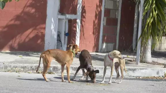 El retorno de animales extraviados a sus propietarios originales representa un 30 por ciento de las salidas