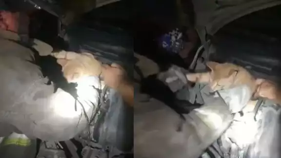El gato fue rescatado tras quedar atorado en el área del motor de un vehículo particular en el fraccionamiento Corales de Cancún El gato fue rescatado tras quedar atorado en el área del motor de un vehículo particular en el fraccionamiento Corales de Cancún