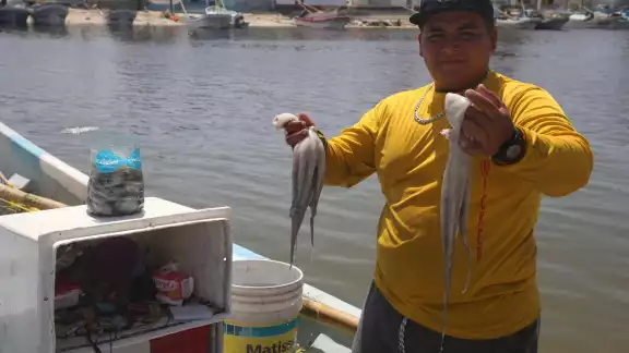 Los hombres de mar enfrentan pérdidas en la captura de pulpo Los hombres de mar enfrentan pérdidas en la captura de pulpo