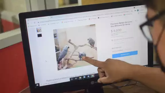 La reforma permitirá que la FGE pueda vigilar en redes y medios de comunicación los intercambios La reforma permitirá que la FGE pueda vigilar en redes y medios de comunicación los intercambios