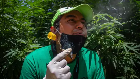 Activistas del Movimiento Cannábico Mexicano exigen legalización de la planta (Cuartoscuro)
