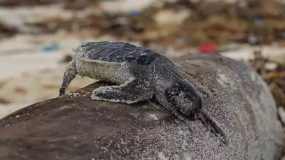 Tortugas marinas en Quintana Roo mueren por las redes de pesca Tortugas marinas en Quintana Roo mueren por las redes de pesca