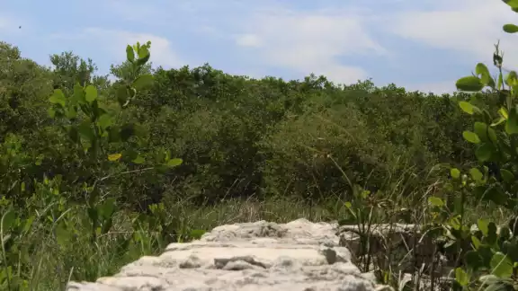 En la próxima audiencia se definirá el reclamo que existe entre los ejidatarios de Yucatán y Campeche En la próxima audiencia se definirá el reclamo que existe entre los ejidatarios de Yucatán y Campeche