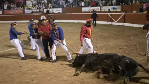 Una senadora pidió que los menores de edad no asistan a corridas de toros y peleas de gallos Una senadora pidió que los menores de edad no asistan a corridas de toros y peleas de gallos