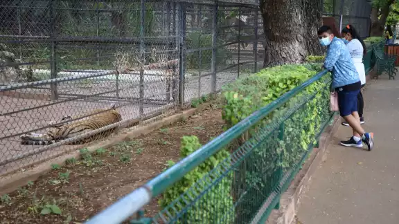 Algunos de los felinos incautados ya están puestos en exhibición en el parque principal de Mérida Algunos de los felinos incautados ya están puestos en exhibición en el parque principal de Mérida