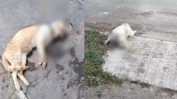 Pese a que el CCA de Cozumel no tiene denuncias sobre envenenamiento de animales, vecinos aseguran que sí ocurren Pese a que el CCA de Cozumel no tiene denuncias sobre envenenamiento de animales, vecinos aseguran que sí ocurren