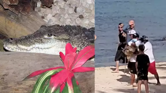 El cocodrilo fuer sacado de la playa a plena vista de turistas que paseaban por la zona en Cozumel El cocodrilo fuer sacado de la playa a plena vista de turistas que paseaban por la zona en Cozumel