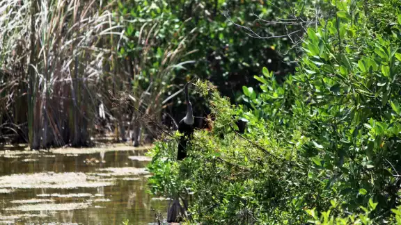 El manglar cubre el 83 por ciento de la costa de Quintana Roo que equivale a mil 398 kilómetros