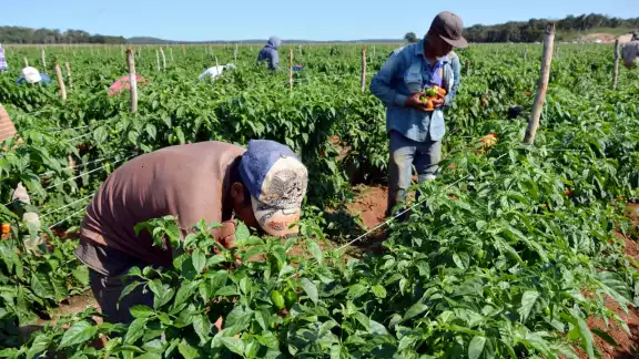 El uso de herbicidas ha puesto en peligro las zonas naturales de Campeche El uso de herbicidas ha puesto en peligro las zonas naturales de Campeche
