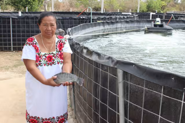 La tilapia o mojarra es una especie que llegó desde África a través de Estados Unidos